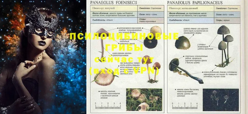 Галлюциногенные грибы Magic Shrooms  Новозыбков 